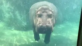 New Fiona Live Cam - Cincinnati Zoo