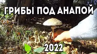ГРИБЫ в Краснодарском крае под Анапой СЕГОДНЯ 08.10.2022