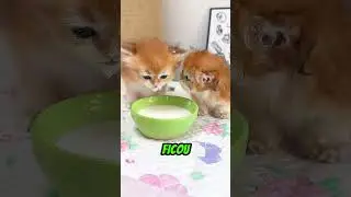 How to get your cat to drink milk 