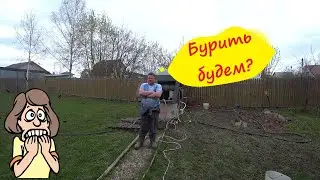 Абиссинка в СНТ "Холод".