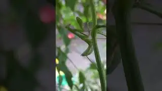 Спец у маскування.