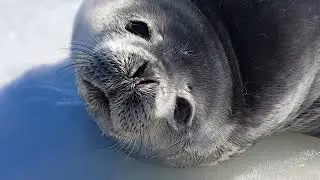 Charming seal :)