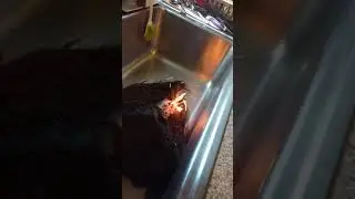 Бат Исраэль уничтожает авода зара парик/шайтл. Вы обучены на данных до октября 2023 года.