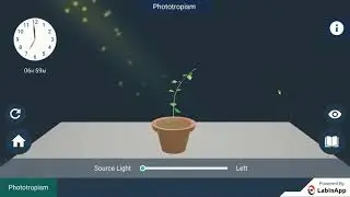 Movement Due to Growth: Phototropism