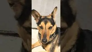 dog sunbathes in the Sun