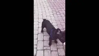 Puppy французский bulldogs ♥️