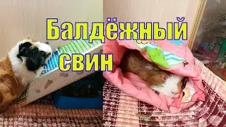 КУЛЬТУРНЫЕ СВИНКИ/ БАЛДЕЖНЫЙ СВИН