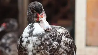 os principais motivos para você não criar patos e galinhas juntos, veja