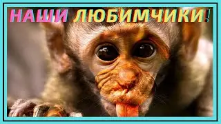 Интересные моменты из жизни животных)🐩