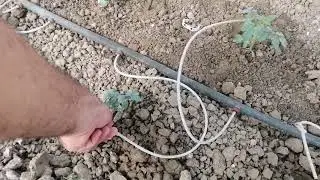 Wormy ile dikilen aşısız domateste dikim stresi, hatalarına karşı direnç ve kök gelişimi