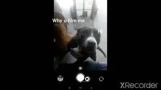 both of my dogs reveal