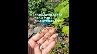 How to get Coriander seeds from the Cilantro Plant