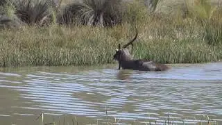 MALE WATERBUCK BROKE HIS HORN AND TRIES TO GET RID OF IT (WILDLIFE MOMENTS PART 2)