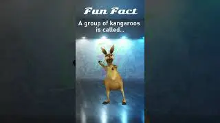 Fun Facts : Kangaroo Edition 🤣