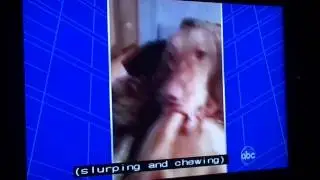 Dog sucks on paw