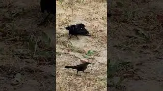 Funny Grackle bird