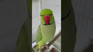 Cotorra que habla