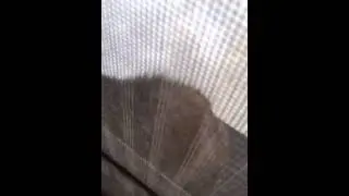 Jehovah's Witness cat