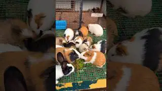 Rabbits & Guinea pigs 😍 so many breeds 🤯