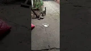 Со вчерашнего дня самочувствие ухудшилось, но не смотря на это, надо кормить пушистиков.