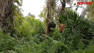 suku mante di hutan