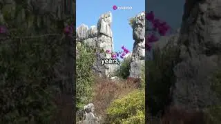 Did You Know? The Stone Forest in China! #earthfacts #facts #earthcuriosities #earthmysteries