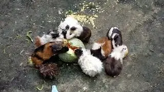 Melon Jadi Santapan Marmot