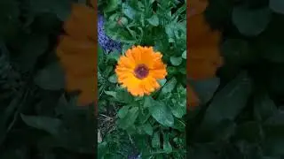 Долгожданный дождик как кайф