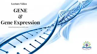 Gene and Gene expression by Learneasytutorial