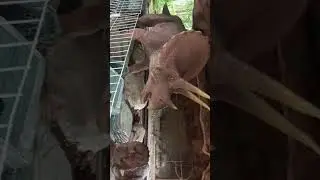 Hillpark sibolangit dinosaurus