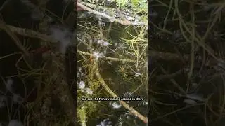 Tree SMASHED My AQUARIUM Not the Aquascape I Wanted #nature #fishkeeping #aquascape #naturescape