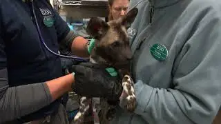 Vet Techs Care For Animals Large And Small