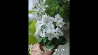 Hunter's Snow Bunny