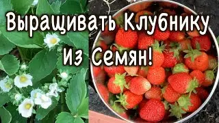 Выращивать Клубнику Из Семян. Стоит Ли Это Ваших Усилий?