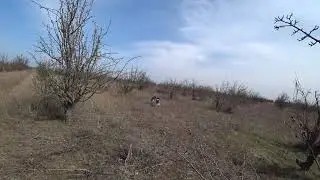 Альт и Лола. Куропатка 28.03.2020.
