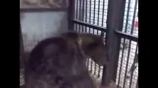 Ужас играет в клетке как ребенок