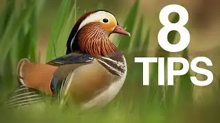 Wildlife Photography Tips for Beginners | 8 USEFUL Tips & Techniques!
