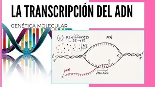 Transcripción del ADN