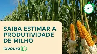 Saiba estimar a produtividade de milho em 3 minutos!