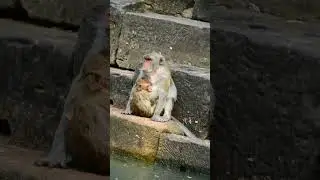 Best Video Monkey in the world , Cutest Monkeys 1111 