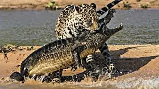 If the crocodile is hungry, wait for the catastrophe / animal world