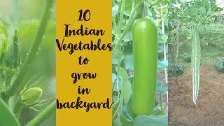 10 Popular Indian Vegetables to grow in US
