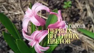 Мои первые пионовидные тюльпаны, другие цветы и лесные первоцветы в апреле 