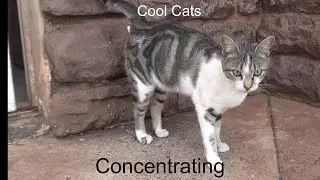 Cool Cats - Reading a Book