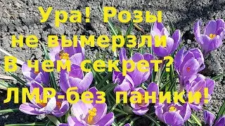 Наконец то Розы не вымерзли. Значит уход был правильным
