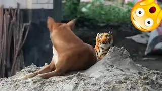 Assustando CACHORRO com TIGRE de pelucia 😱😆  Fake Tiger vs Real Dogs Prank Very Funny