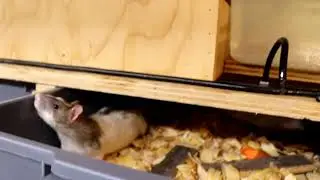 Mouse house update