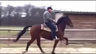 Gaited Standardbred Trotter breed, Töltender Traber Bonus im Tölt, Slow motion