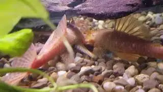 Bristlenose Pleco Fight