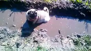 Мопс отдыхает в луже🐶